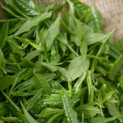 hana_chado-green-tea