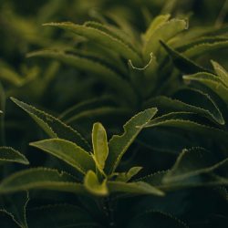 josiah-farrow-r5x_wnC1qi4-unsplash