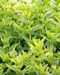 noname_13-mint-1500452_1920