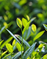 oliver_nguyen-tea-5112953_1920