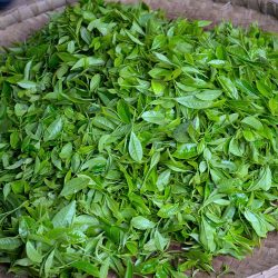 patriciohurtado-tea-leaves-4835237